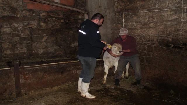 Bayburt’ta Kurban Bayramı öncesi büyükbaş hayvanlar aşılanıyor