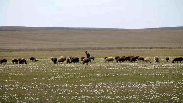 Bayburt’ta yaylalar koyun sürüleriyle renklendi