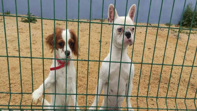 Bayram öncesi köpek otellerinde yer kalmadı