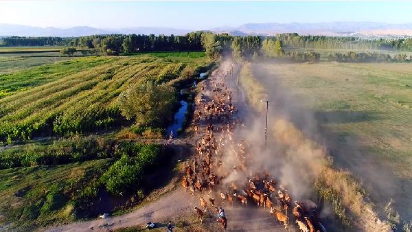 Büyükbaş hayvan sürüsünün tozlu mera yolculuğu dron ile görüntülendi