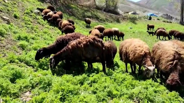 Besicilerde ’bahar’ mutluluğu