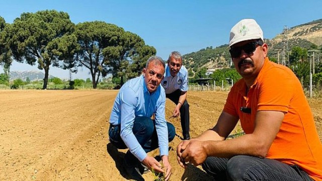 Beydağ’da İlk Kez Kuşkonmaz Üretimine Başlandı