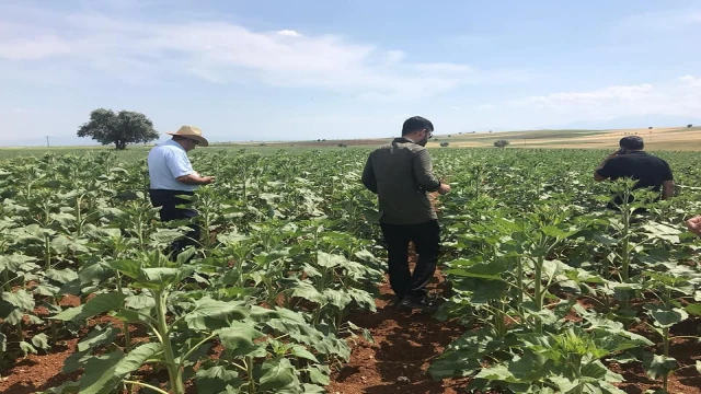 Beyşehir ve Hüyük’te yağlık ayçiçeği ekimi yapılan kıraç alanlarda inceleme