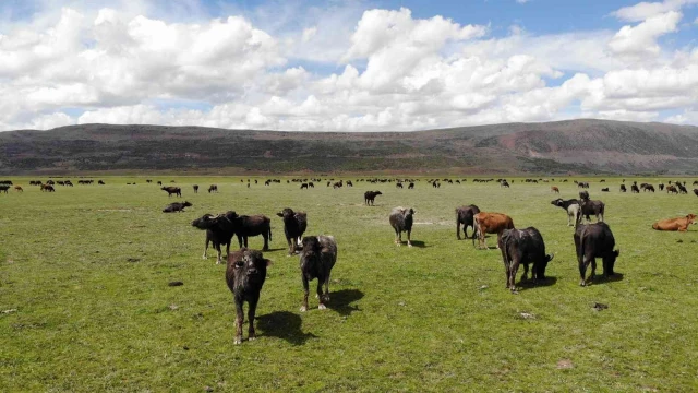 Bitlis’te mandacılık devlet desteğiyle gelişiyor