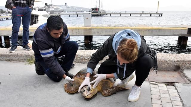 Bodrum'da suda hareketsiz halde bulunan deniz kaplumbağası tedaviye alındı