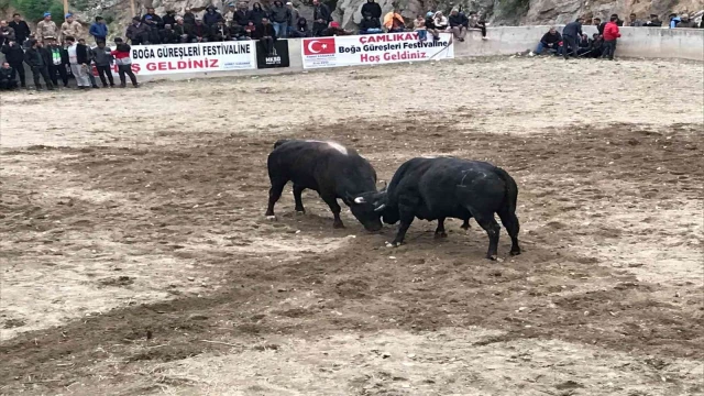 Boğa güreşleri nefes kesti