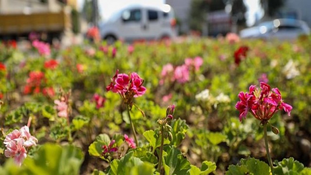 Buca sokaklarında yaz çiçekleri zamanı