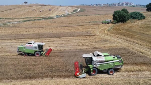 Buğday üreticisi alım fiyatı bekliyor