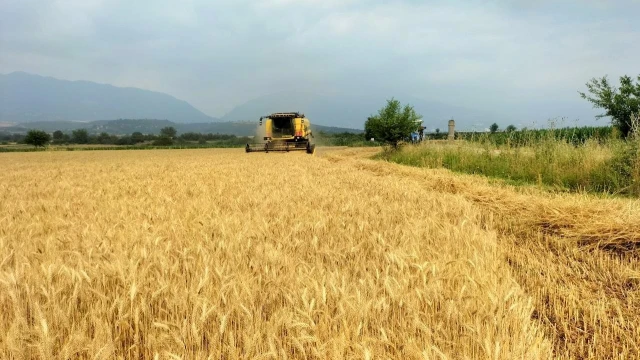 Buğday üreticisinin yüzü gülüyor