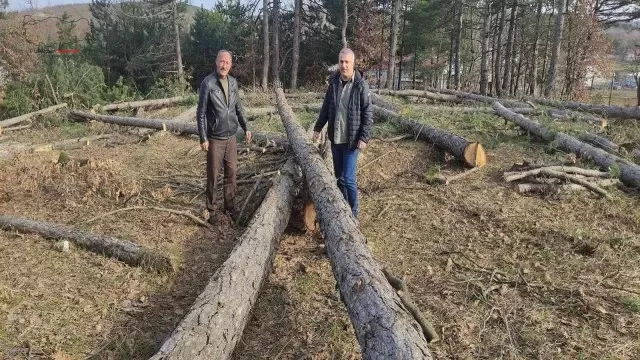 Bursa’da ağaç katliamı