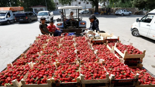 Bursa’da çilek hasadı başladı