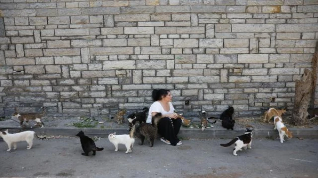 Büyükada’da kedilerde salgın iddiası