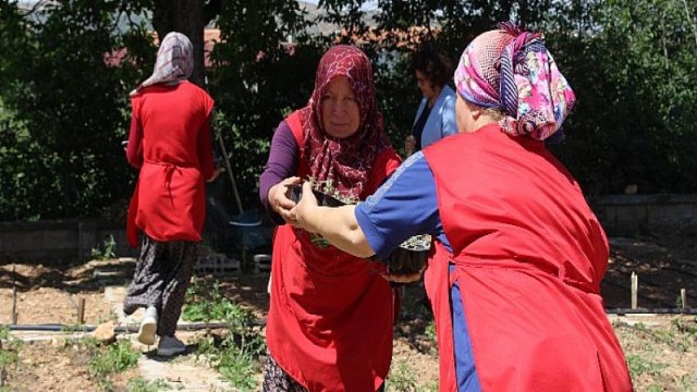 Büyükşehir’den KORKOOP’lu kadınlara fide desteği