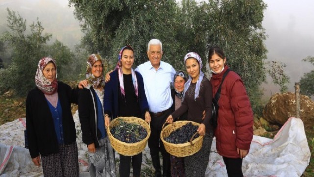 Büyükşehir’den Milas Zeytininin geliştirilmesi ve yaygınlaştırılmasını sağlayacak hamle