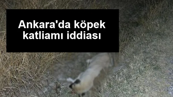 Ankara'da köpek katliamı iddiası