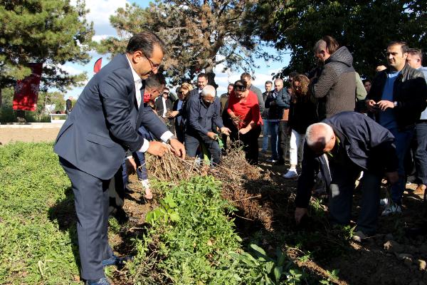 Edirne Kırmızısı Hasat Şenliği'nde 'kırmızılı' keman ve semazen gösterisi