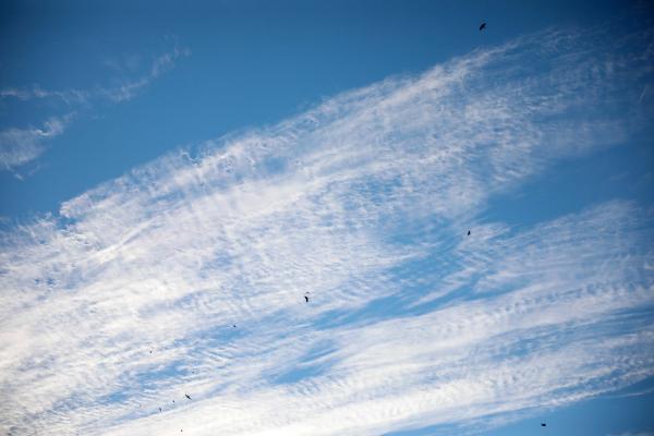 'Cirrocumulus' bulutları görsel şölen oluşturdu