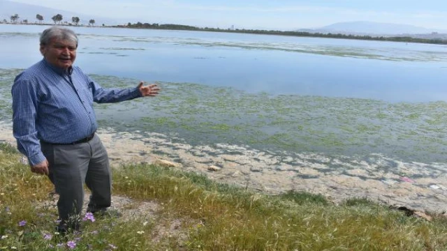 Çakalburnu Lagünü’nde deniz marulu tekrar ortaya çıktı