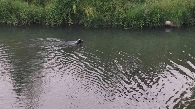 Canı balık çeken köpek derede avlanırken görüntülendi