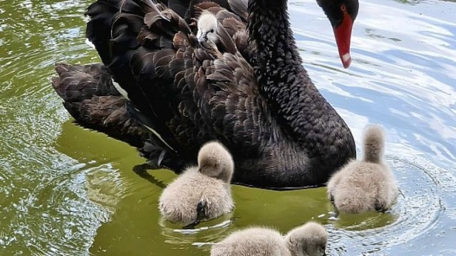 Çankaya’nın Bebek Kuğuları Suyla Buluştu