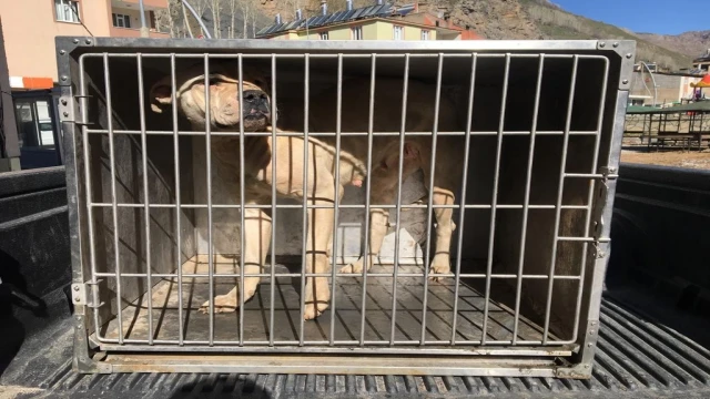 Çatak’ta sokakta başıboş dolaşan pitbull yakalandı