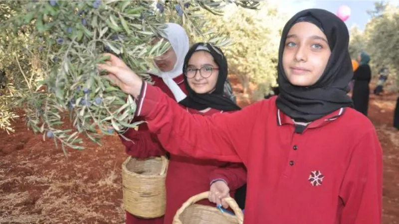 25 ülkeden 800 öğrenci, 'Zeytin Toplama Şenliği'nde buluştu