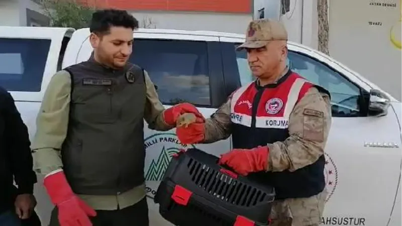 Jandarma, yolcu otobüsü bagajında 15 yavru sincap buldu