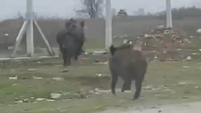 Malatya'da yola inen domuz sürüsü kamerada