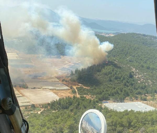 İzmir'de serada çıkan yangın, ormana sıçradı