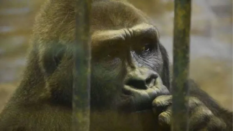 ‘Dünyanın en yalnız gorili’ için başlatılan imza kampanyası 120 bini buldu