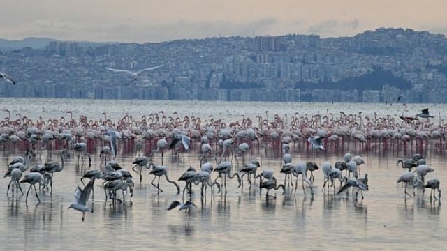 Çiğli’nin Pembe Misafirleri 10 Festivalde Ödüle Aday