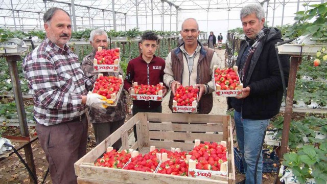 Çilek üreticisi Rusya ve Ukrayna savaşından endişeli