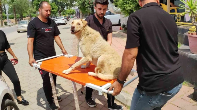 Cipiyle yolda yatan ‘Prenses’i böyle ezdi