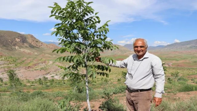 Çorak araziyi 16 bin ceviz fidanıyla yeşillendirdi