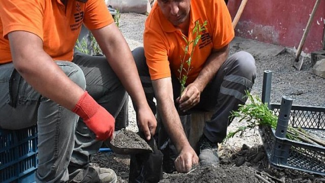 Cumhuriyet Çiftlikleri İle Ata Tohumları Hayat Buluyor