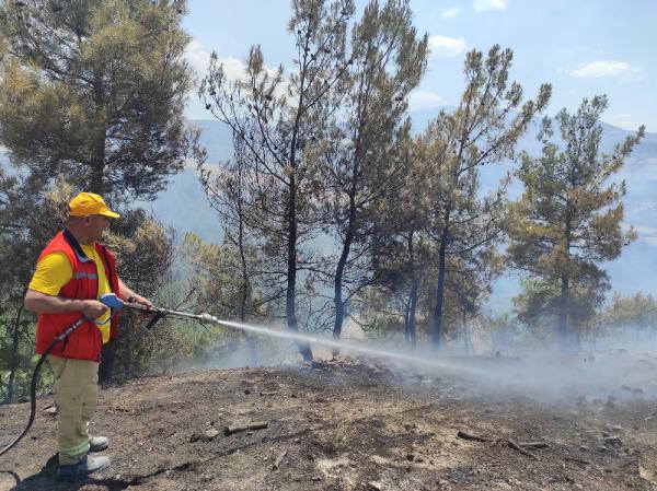 Manisa'da orman yangını; 2 hektardaki kızılçam yandı