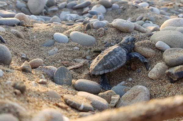 Su sıcaklığı 1 derece düştü, Belek'te caretta caretta yuvaları yüzde 61 azaldı