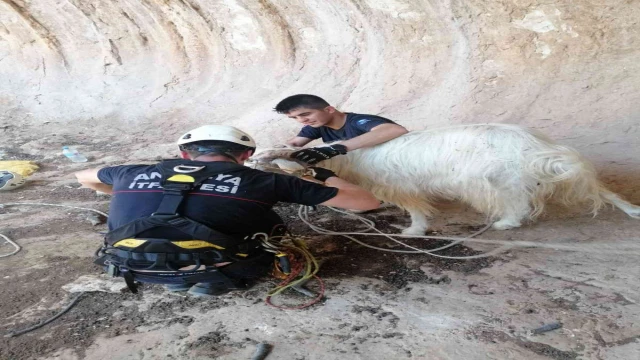 Dağda mahsur kalan keçi 6 saatlik çalışmayla kurtarıldı