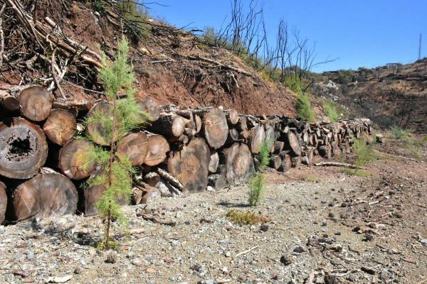 Marmaris'te orman yangınlarıyla mücadele sürerken, öncekilerin yaraları sarılıyor