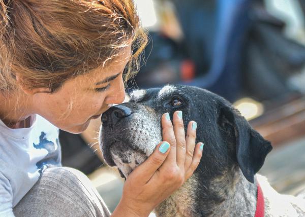 “Havrita’da işaretlenen sokak köpekleri öldürülüyor” tartışması