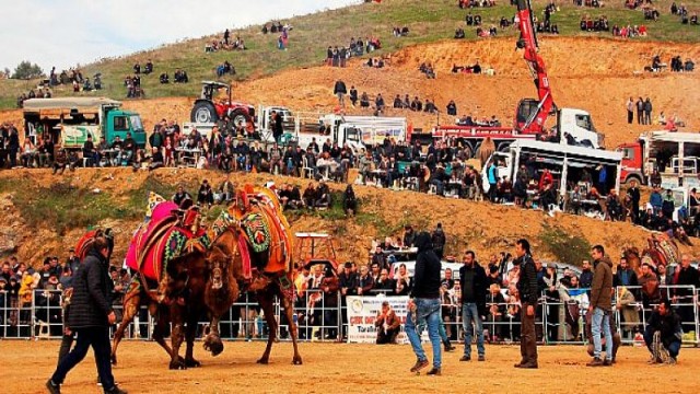 Deve güreşi coşkusu Konaklı’da yaşanacak