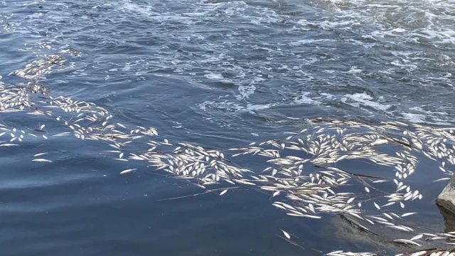 Dicle Nehri’nde telef olan binlerce balık su yüzeyine çıktı