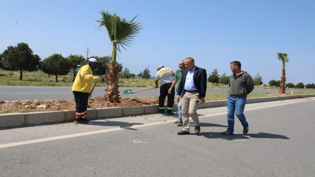 Didim Belediyesi, 250 adet palmiye ağacının dikimini gerçekleştiriyor