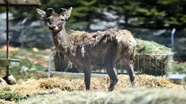 Doğal Yaşam Parkı’ndaki kızıl geyiklerin yeni yuvası Spil Dağı