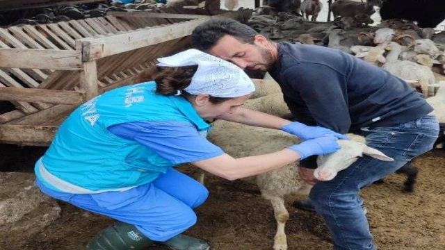 Domaniç’te küçükbaş hayvanlara veba ve brucella aşısı ile küpeleme uygulaması