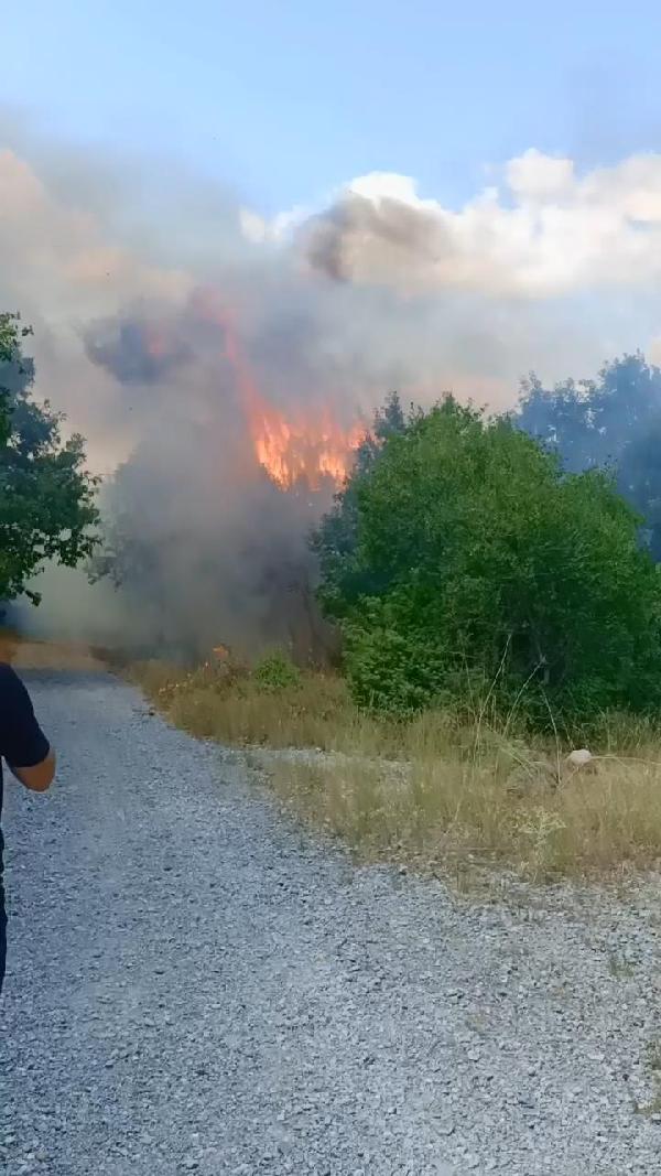 Bursa'da iki noktada orman yangını; kaplumbağayı alevlerden kurtardı