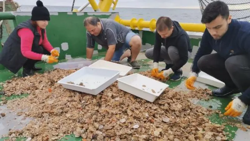 Aşırı avlanma Karadeniz'de deniz salyangozu stokunu yüzde 20 azalttı