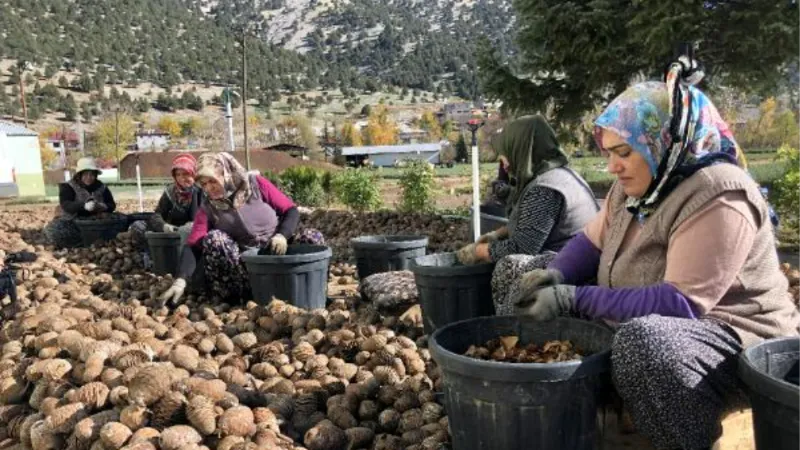 Sedir tohumunun ağaç yolculuğu başladı