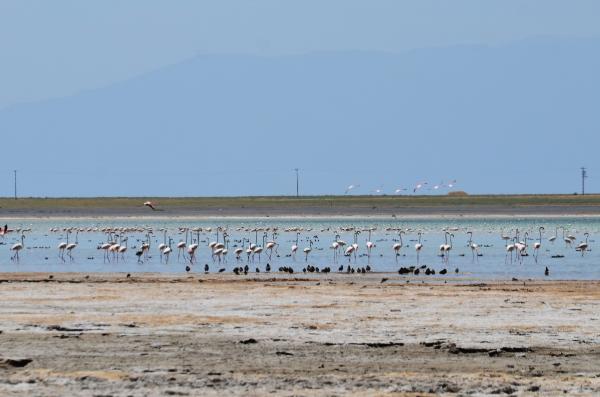 Arin Gölü'nü mesken tutan flamingolar, fotoğrafçıların kadrajında