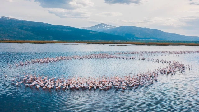 Eber Gölü’nde süzülen flamingolar güzellikleriyle mest etti